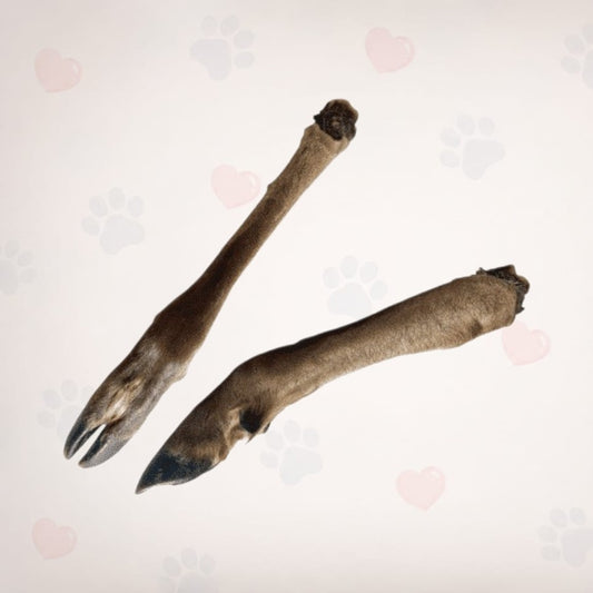 Large Deer Leg