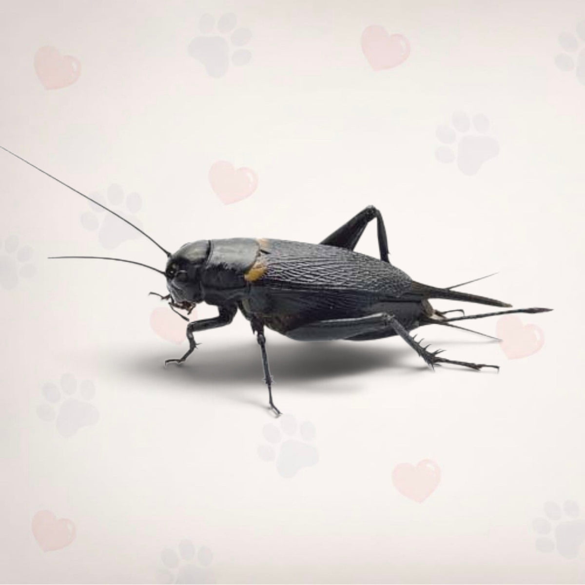 Black Crickets