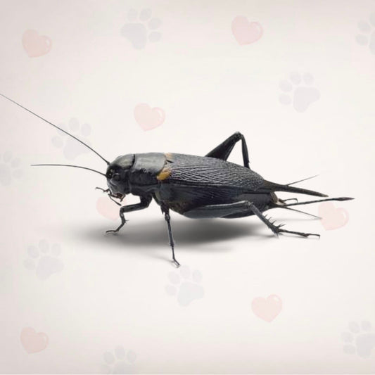 Black Crickets