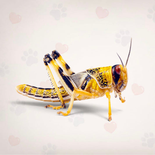 Locust