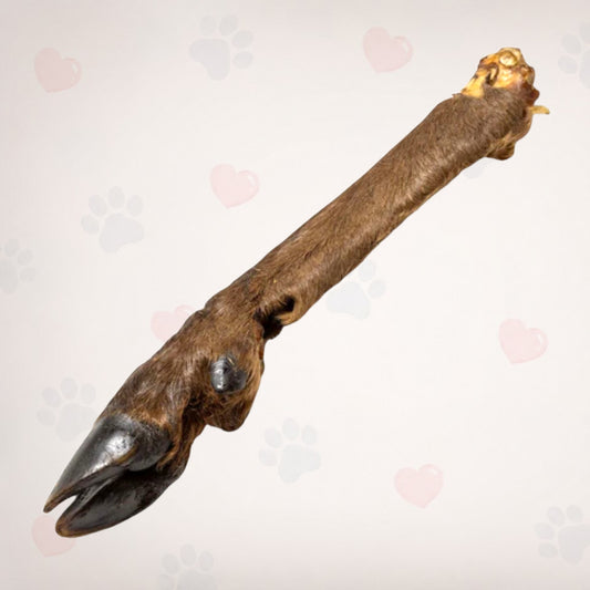 Large Deer Leg
