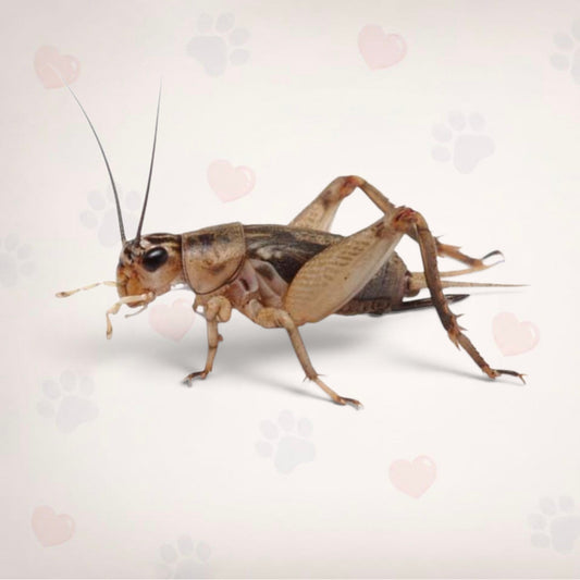 Brown Crickets