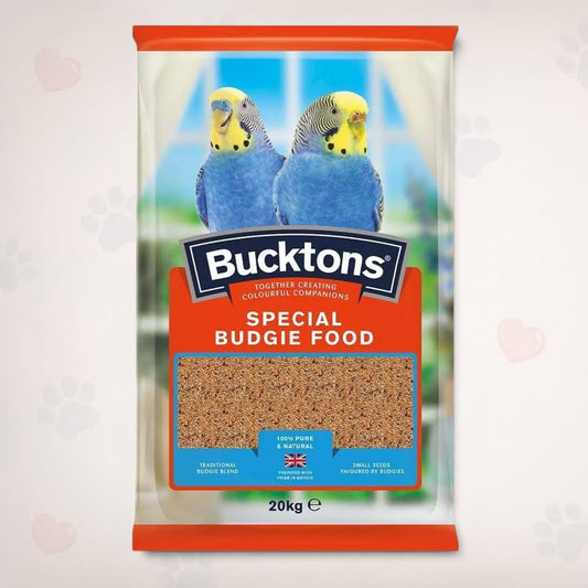 Special Budgie